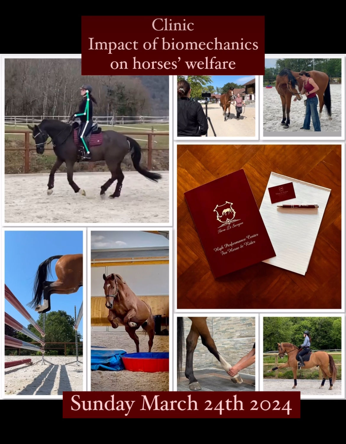 horses biomechanics welfare