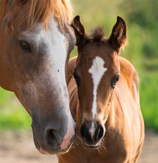 cheval 316x327px